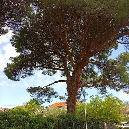 Ingrid * Novigrad Istria