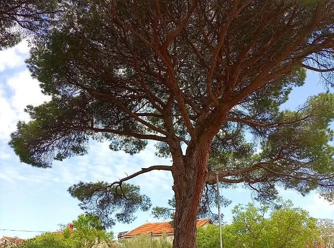 Ingrid * Novigrad Istria